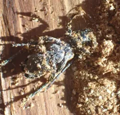Cedar Tree Borer thumbnail 4