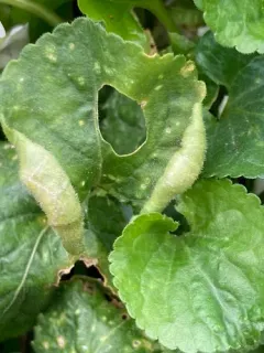 Prodiplosis violicola thumbnail 1
