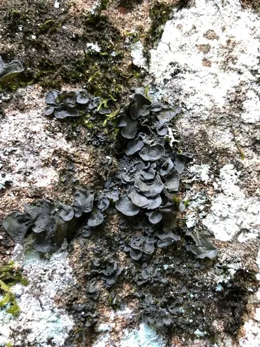 Leptogium arsenei