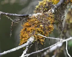 Bent Scissor-leaved Liverwort thumbnail 2
