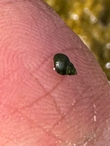 Jackson Lake Springsnail