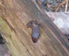 Chestnut Slug thumbnail 4