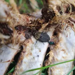 Northern Carrion Beetle thumbnail 4