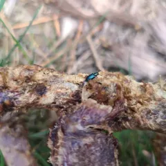 Violet Checkered Beetle thumbnail 4