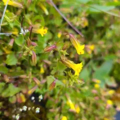 shy monkeyflower thumbnail 3