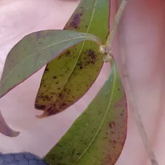 Common Privet thumbnail 4