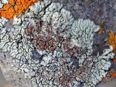 Sagebrush Rim-lichen thumbnail 2