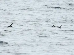Parakeet Auklet thumbnail 4