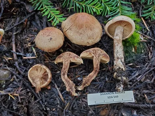 Cortinarius paragaudis