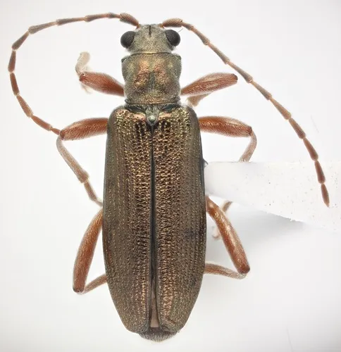 Donacia pubicollis
