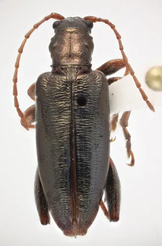 Poecilocera harrisii