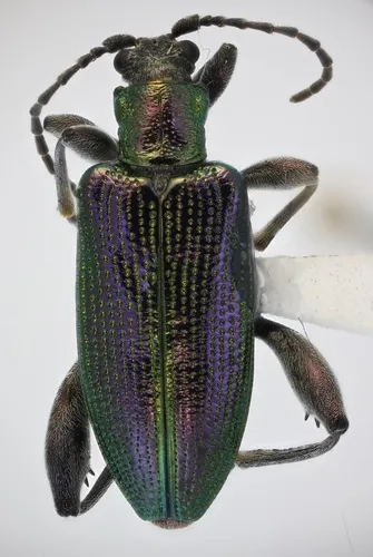 Magnificent pondweed beetle