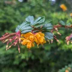 Darwin's Barberry thumbnail 3