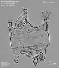 Hobaniella longicruris thumbnail 4