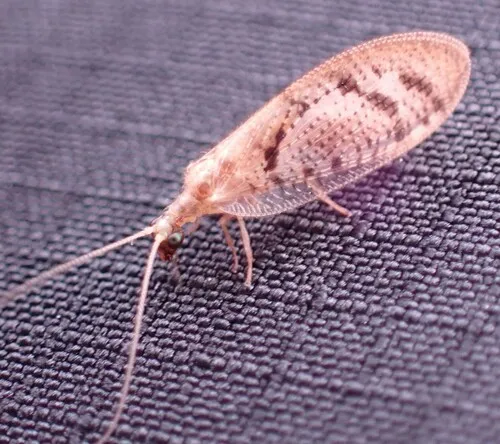 Hemerobius conjunctus