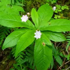 Western Starflower thumbnail 2