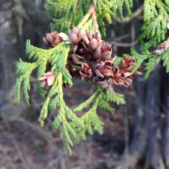 northern whitecedar thumbnail 3