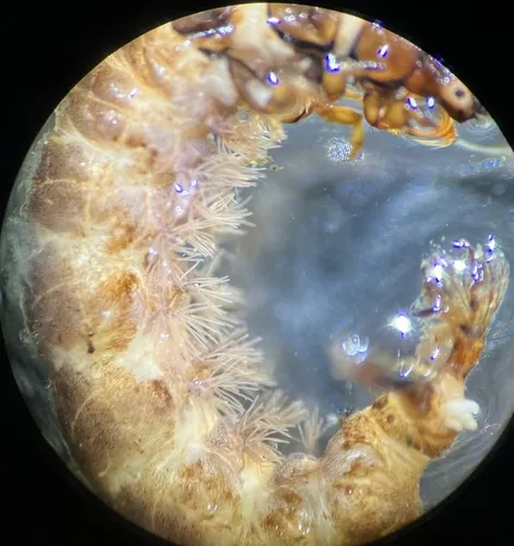 Hydropsyche betteni