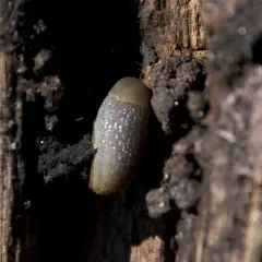 Hedgehog Slug thumbnail 4