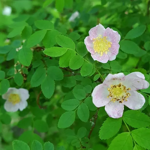 Baldhip Rose