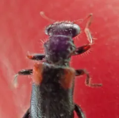 Red-shouldered Clerid thumbnail 4