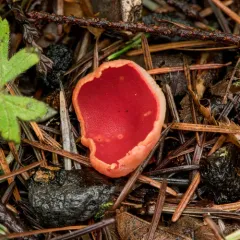 Scarlet Cup thumbnail 3