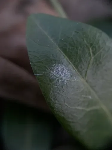 Pseudoidium vincae