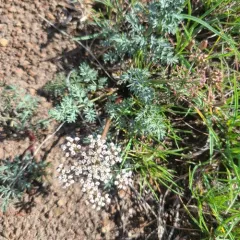 canby's lomatium thumbnail 3