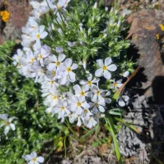Tufted Phlox thumbnail 3