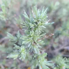 Scabland Sagebrush thumbnail 4