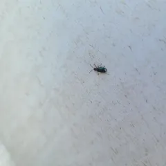 Cereal Leaf Beetle thumbnail 3