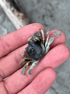 Gulfweed Crab thumbnail 1