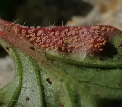 Nipplewort Rust thumbnail 2