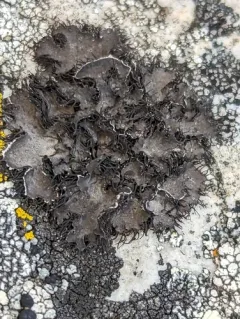 Fringed Rocktripe Lichen thumbnail 2