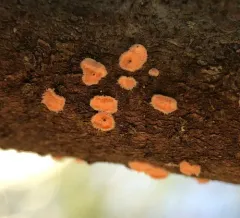 Aleurodiscus grantii thumbnail 3