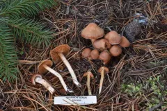Cortinarius rigens thumbnail 2