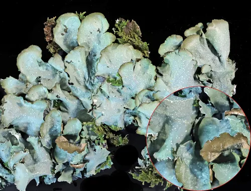Cetrelia monachorum