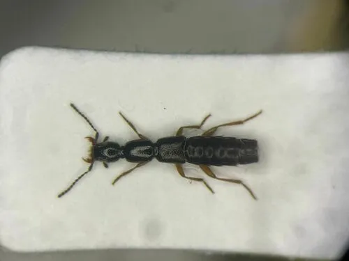 Ochthephilum fracticorne
