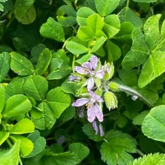 musk stork's-bill thumbnail 3
