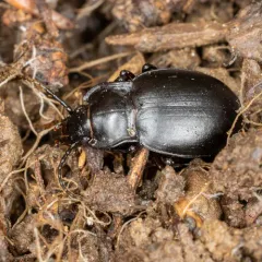 Contracted Bombing Beetle thumbnail 2