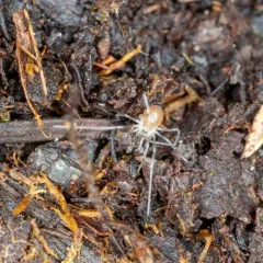 Hesperonemastoma modestum thumbnail 4