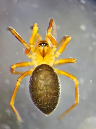 Dismodicus decemoculatus