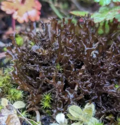 Antlered Jellyskin Lichen thumbnail 3