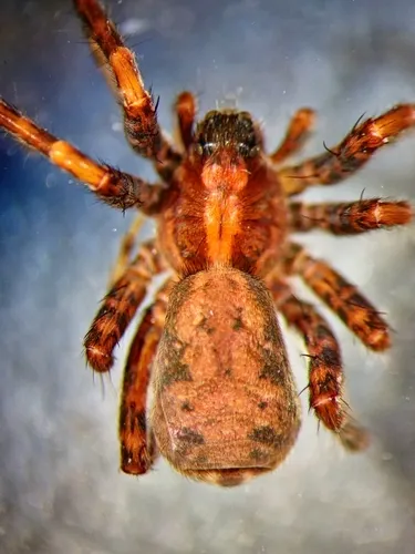 Pardosa dorsuncata