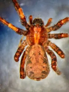 Pardosa dorsuncata thumbnail 1