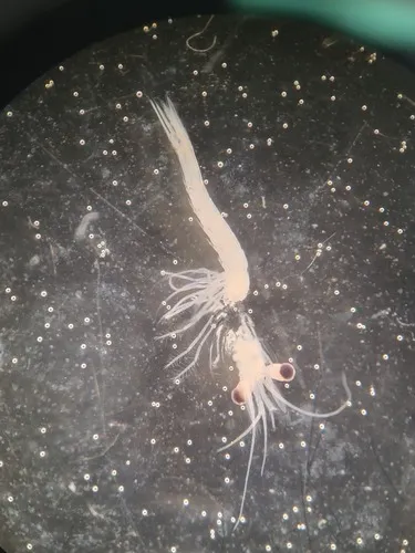 Mysis polaris