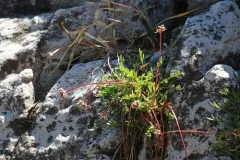 Musineon naomiensis thumbnail 2