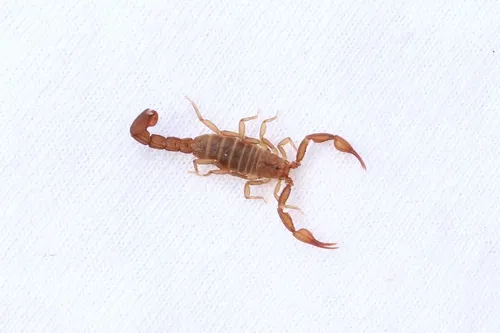 Graemeloweus iviei