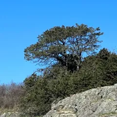 Seaside Juniper thumbnail 4