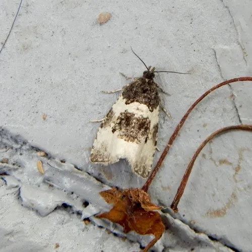 Divided Olethreutes Moth